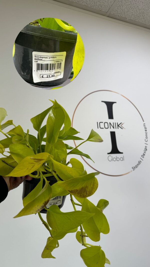 Plante : scindapsus golden pothos